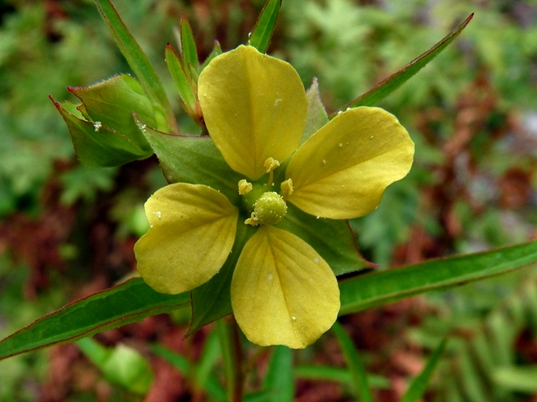{Ludwigia alternifolia}